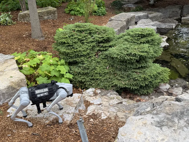 A Go2 robot dog in a vest stepping over landscaping rocks